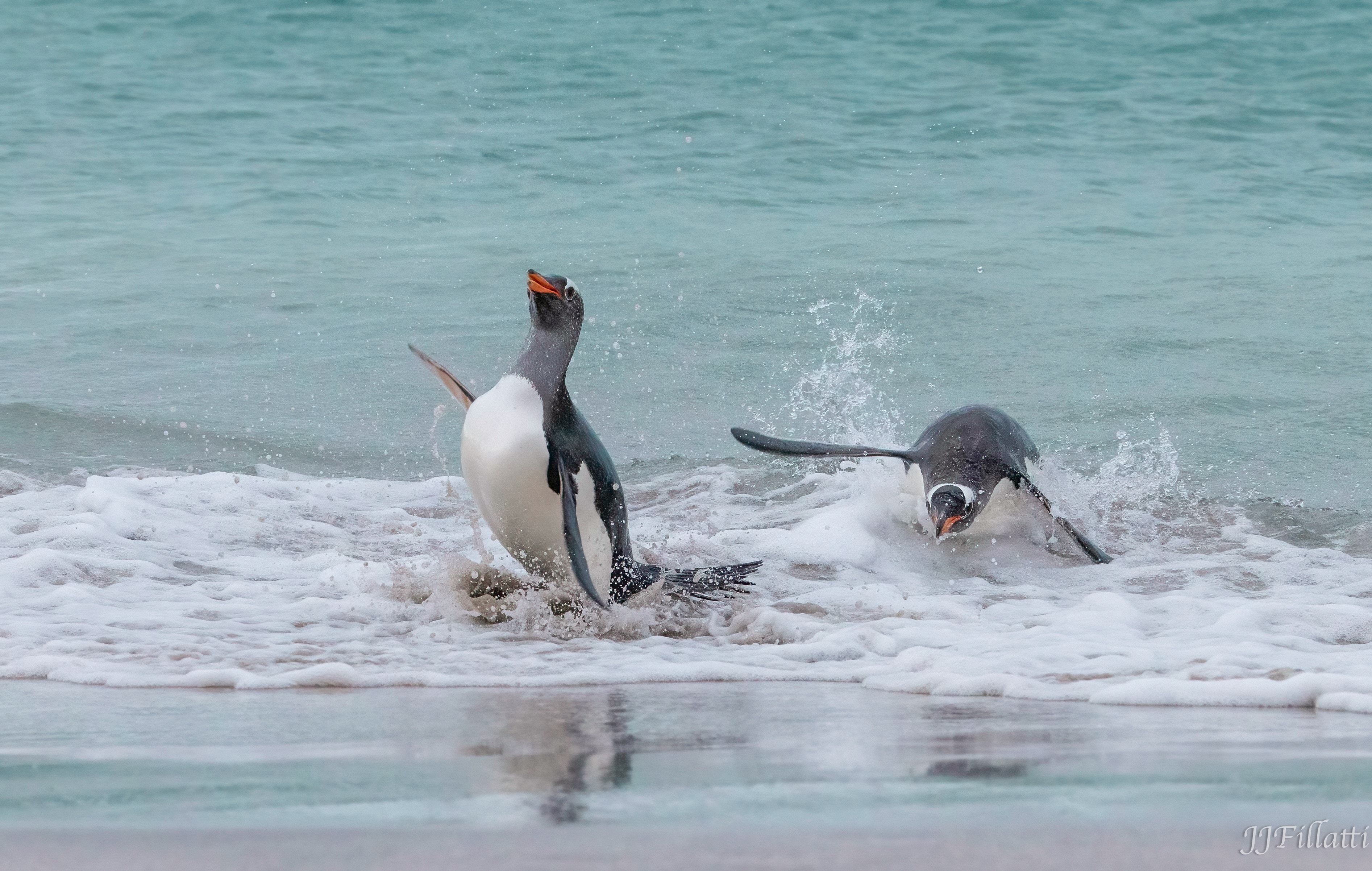 bird of the falklands image 32